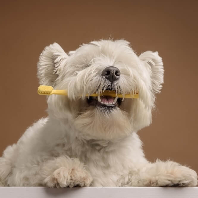 Santa Monica Pet Medical Center Pet Dental Care