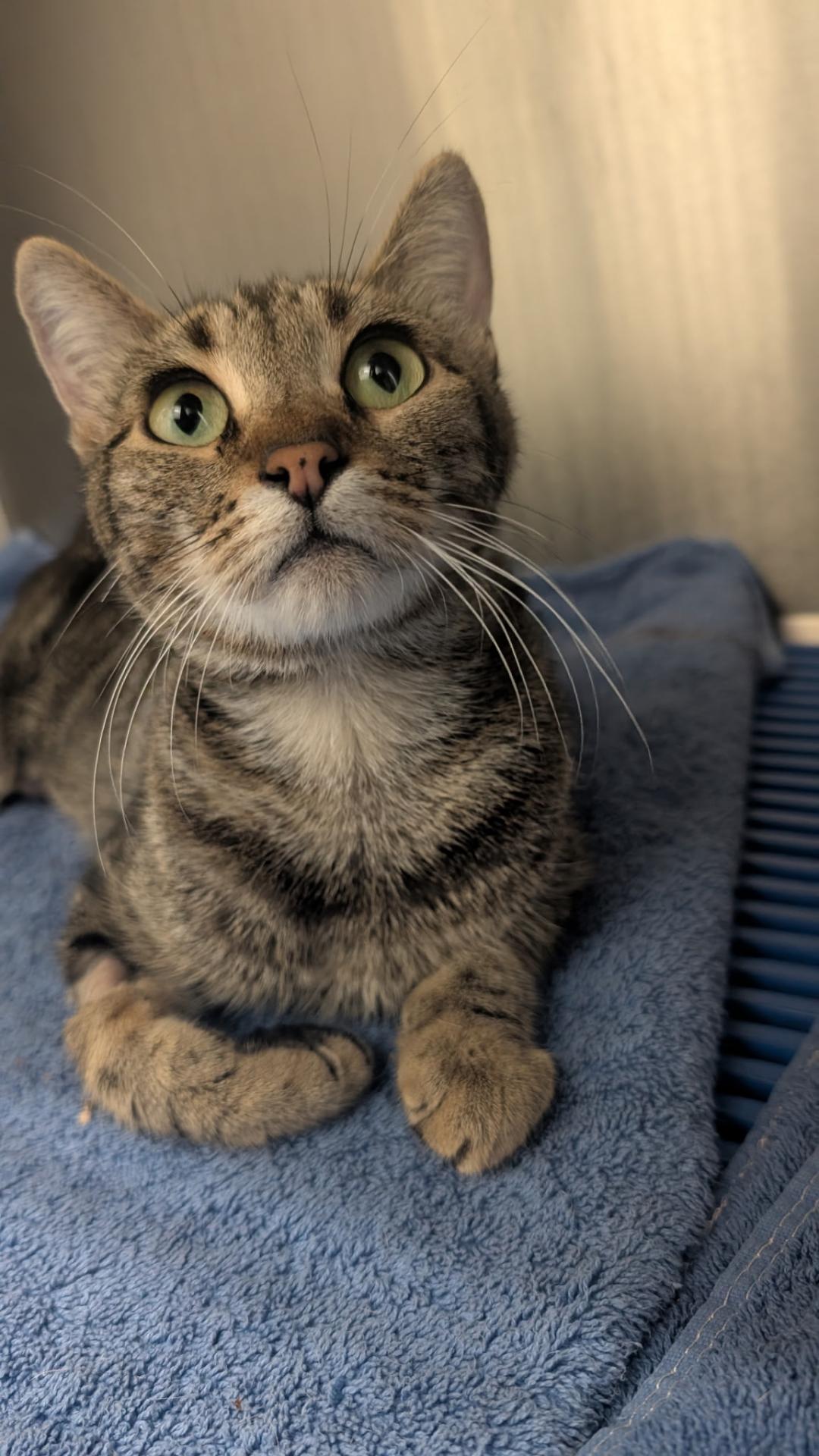 Tabby