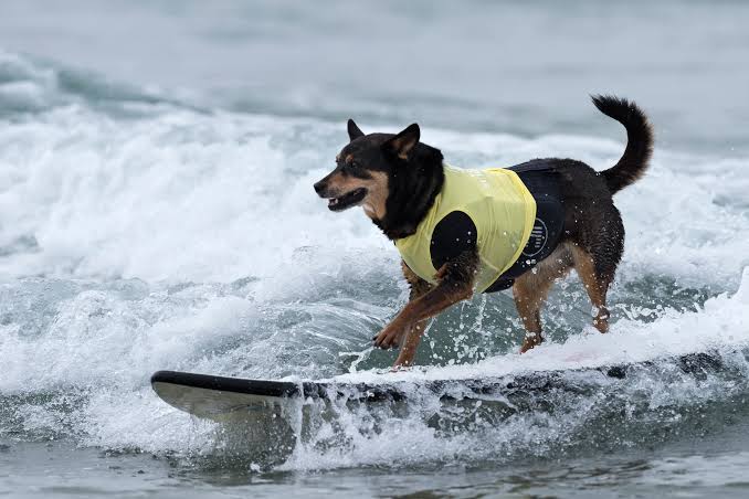 pet-friendly near Santa Monica