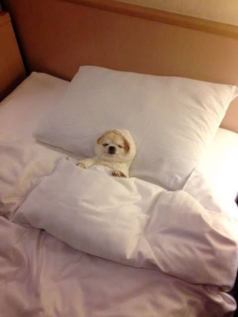 Dog Friendly Lodging