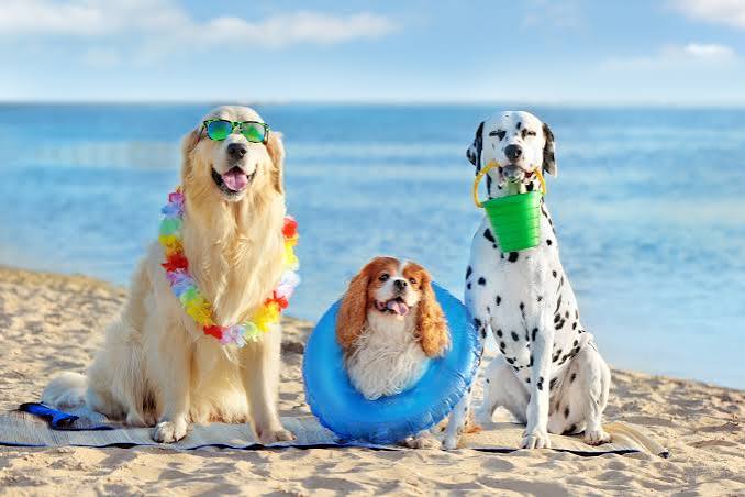 Dog Beach Los Angeles