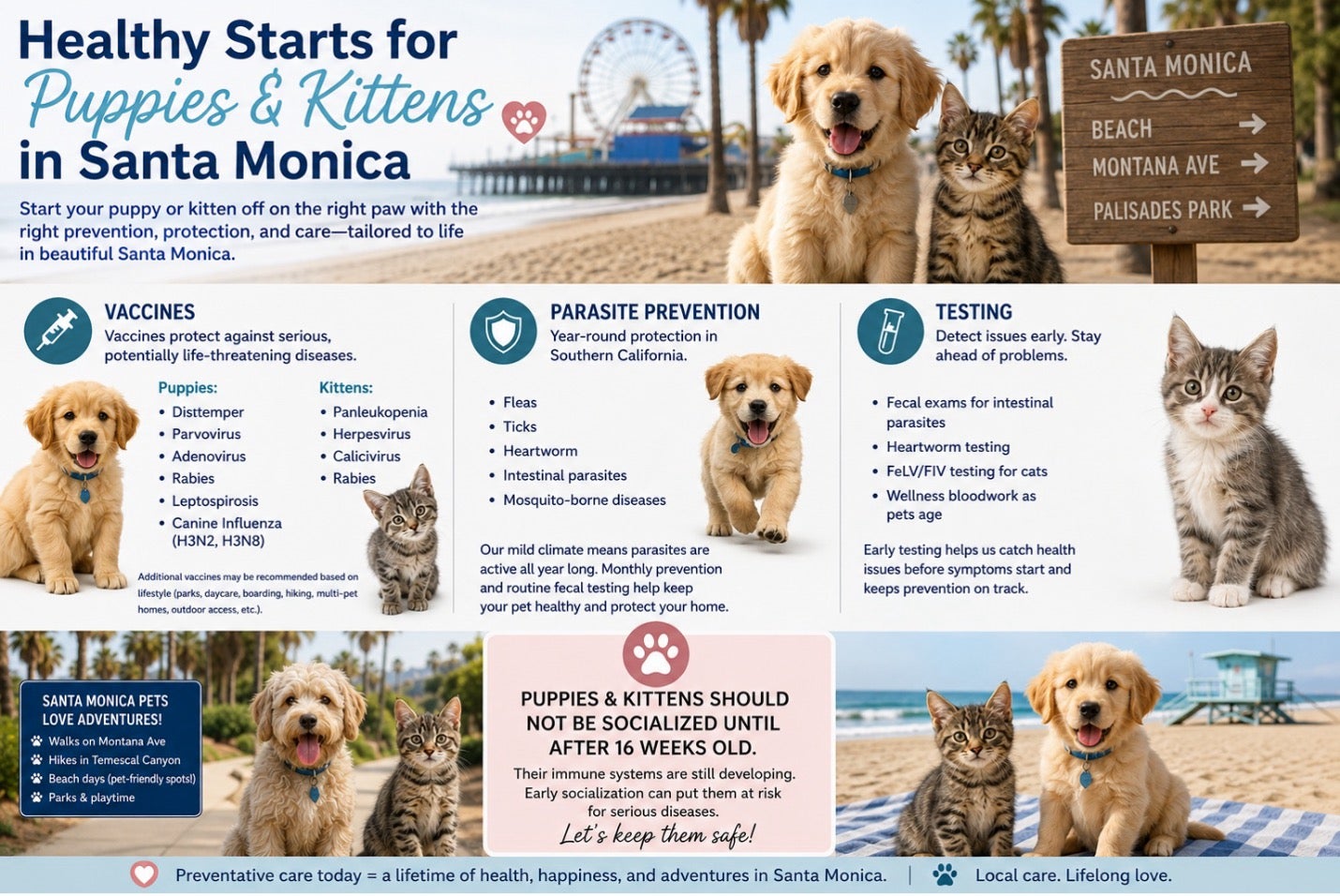 Puppy and Kitten Care in Santa Monica