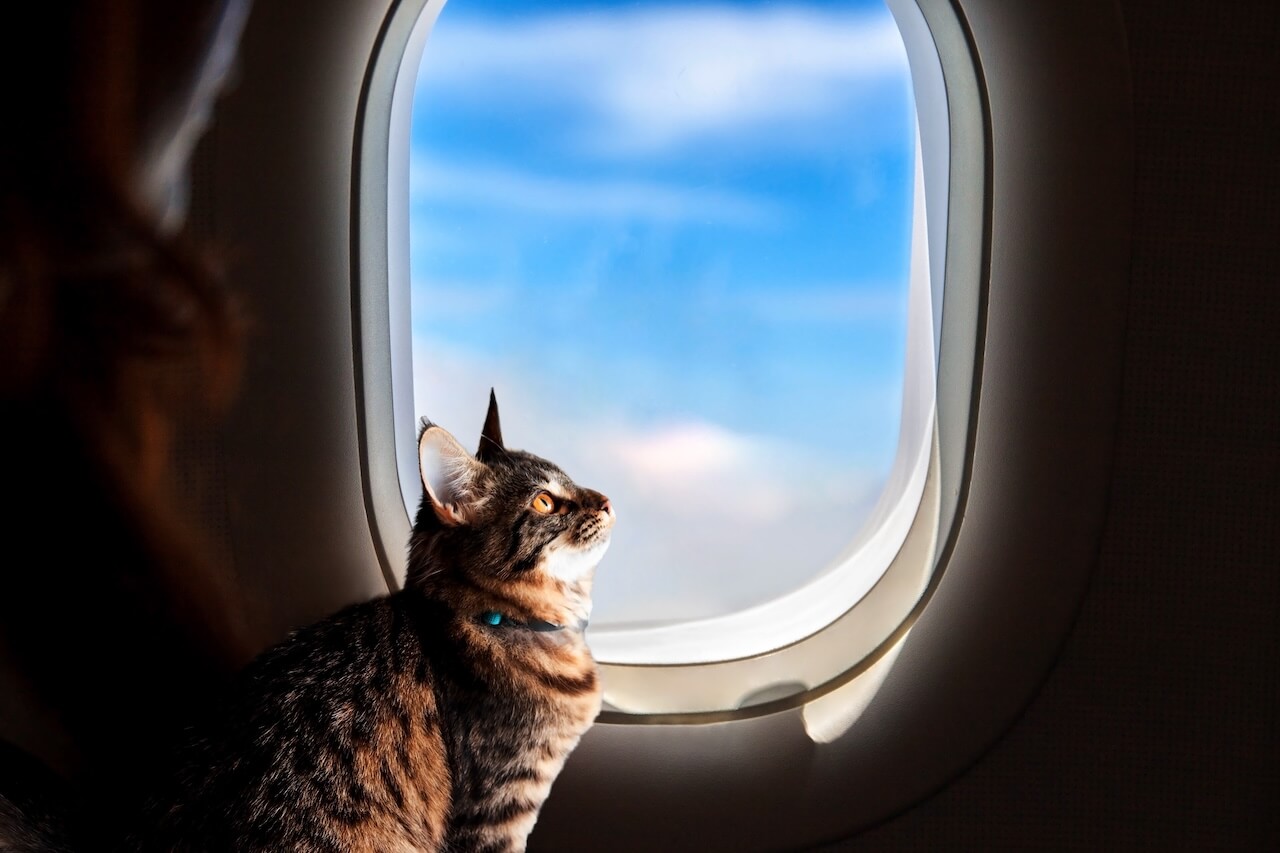 pet travel 