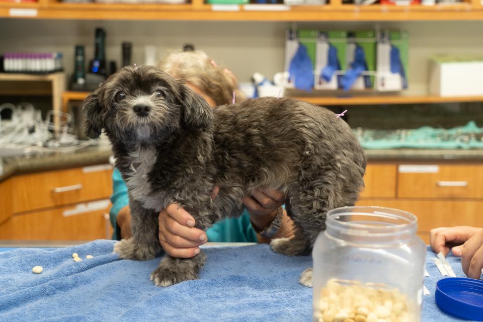 Dog Acupuncture