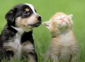At What Age Should Dogs Get Their Teeth Cleaned?