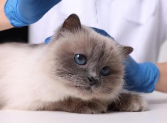 Conditions Treated with Acupuncture in Pets: From Arthritis to Anxiety