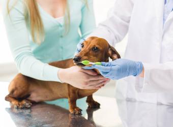 Why Regular Dental Cleanings Are Essential for Your Pet's Health