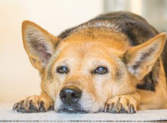 From Anxiety to Arthritis: How to Spot Signs of Health Issues in Your Dog