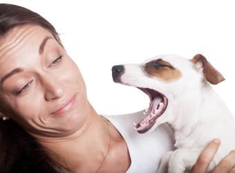 Why Does My Pet's Breath Smell Bad?