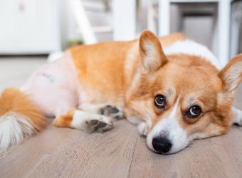 Hip Dysplasia in Dogs