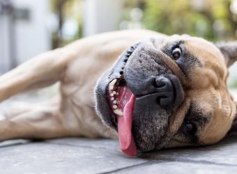 How Hot Weather Affects Your Pet: Understanding Heat Stress and Heatstroke