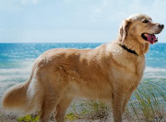 10 Ways to Keep Your Pets Safe this Winter