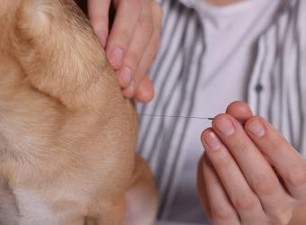 What to Expect During a Pet Acupuncture Session: Tips for Preparing Your Pet