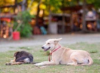 Can Dogs and Cats Have Seasonal Allergies?