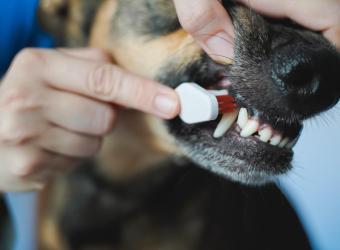 Why Is Pet Dental Care Important