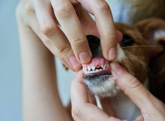 The Health Dangers of Poor Pet Dental Hygiene