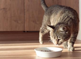 How to Choose the Right Diet for Your Pet’s Health