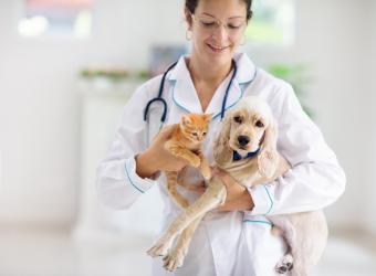 What to Expect From an Annual Pet Wellness Exam