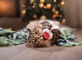 Holiday Safety
