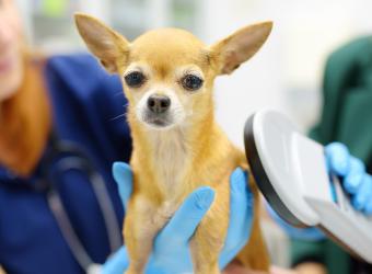 How to Find a Lost Pet With a Microchip