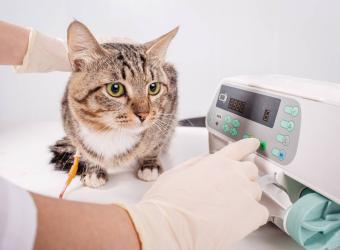 What are the Side Effects of Microchipping in dogs?