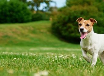 Parasite Prevention in the Summer Months
