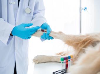 The Importance of Routine Parasite Testing: Safeguarding Your Health and Your Pet's Well-being