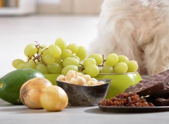 Signs & Symptoms of Poisoning in Pets