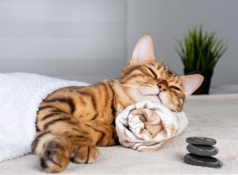 How to Groom Your Pet at Home