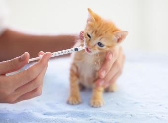 The Importance of Pet Vaccinations