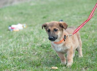Puppy Socialization and Vaccination: Striking the Right Balance