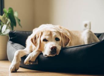 Ways to Support Your Senior Pet
