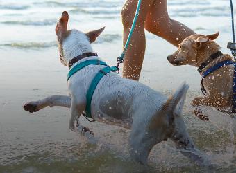 5 Signs Your Pet Is In Pain