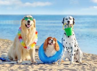 The Best Pet-Friendly Places Around Los Angeles